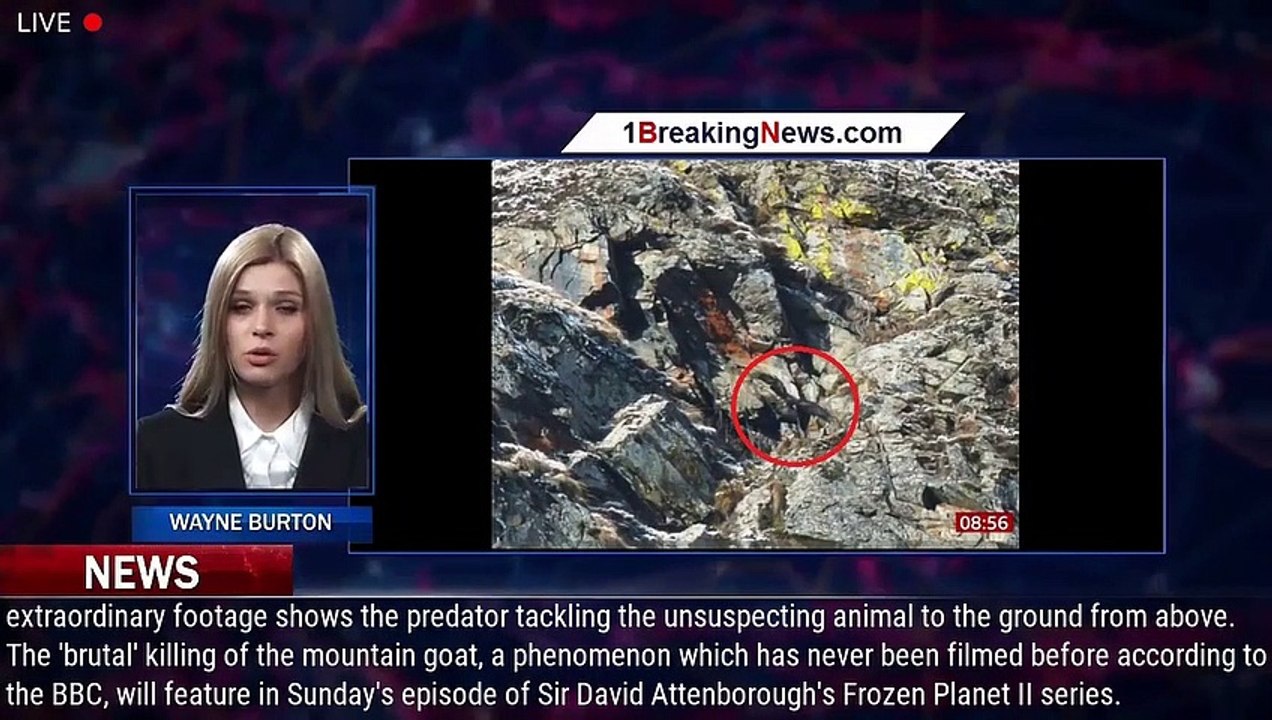 Golden eagle grabs doomed mountain goat 10 times its weight before dropping it to its death in