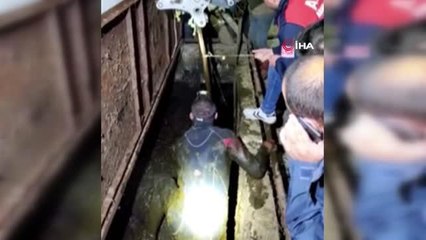 Düştüğü çukurda kalbi duran köpek ve büyükbaş hayvan böyle kurtarıldı