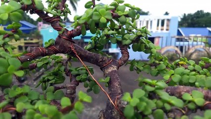 Jade Plant Bonsai cinematic video.