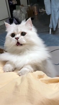 When you did something wrong #cats #cat #catstagram #kedi #kediler #catlover #catofinstagram #catlovers #catphoto #kitty #kitten #kittens #catoftheday #catloversclub #kishka #animals #katze #neko #catmemes #dogs #catlove #kittymom #kittenmom #puppy #