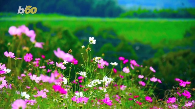 Fall Foliage Is Right Around the Corner! Time Your Visit Perfectly To Get The Most Amazing Views