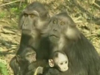 Les impots : imitations voix