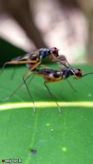 INSECT WORLD - WHAT IS THIS ???