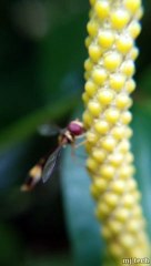 INSECT WORLD - WHAT IS THIS ???