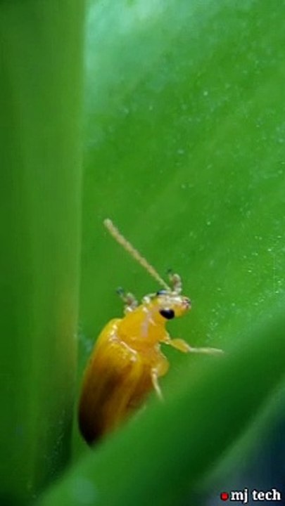 INSECT WORLD - WHAT IS THIS ???