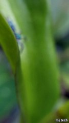 INSECT WORLD - WHAT IS THIS ???