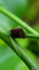 INSECT WORLD - WHAT IS THIS ???