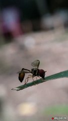 INSECT WORLD - WHAT IS THIS ???