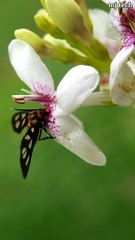 INSECT WORLD - WHAT IS THIS ???