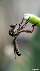 INSECT WORLD - WHAT IS THIS ???