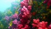 Trailer | BIFF2022 물꽃의 전설 Legend of the Waterflowers | 와이드 앵글-다큐멘터리 쇼케이스