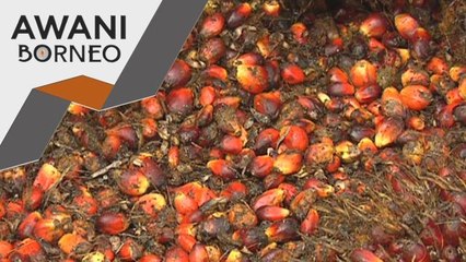 Industri Minyak Sawit | Sabah fokus TOT, perkasa minyak sawit