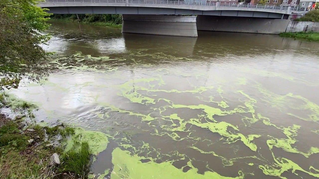 Des lentilles d'eau dans la rivière Châteauguay