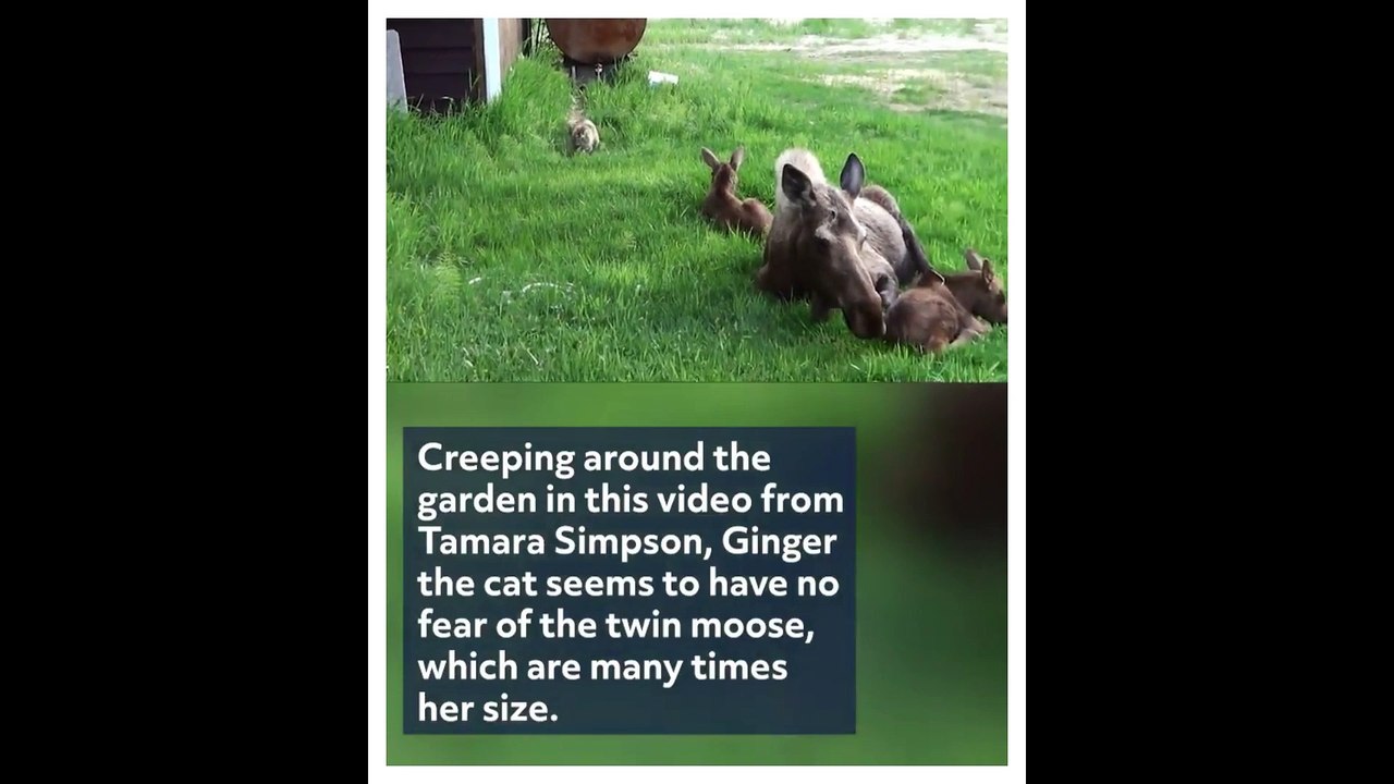 Curious Cat Pesters Moose