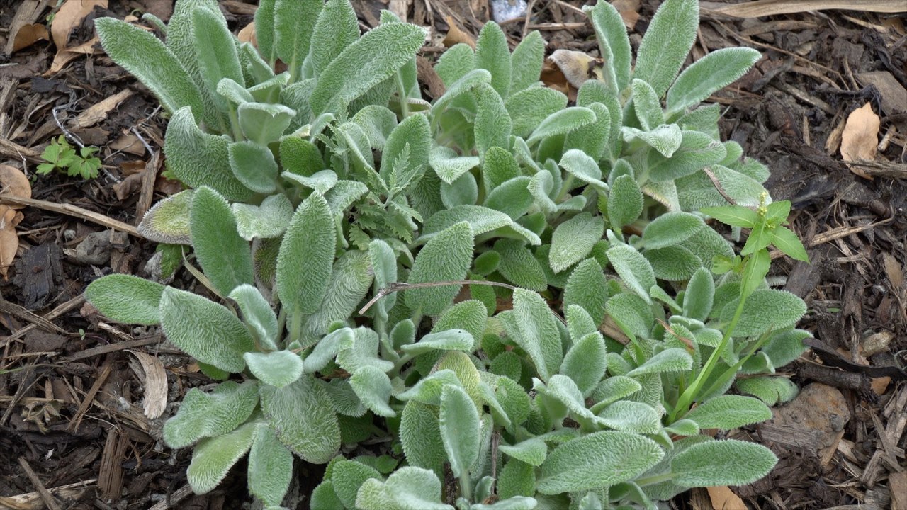 Volunteers pitched together to save a Rochester garden from drought damage