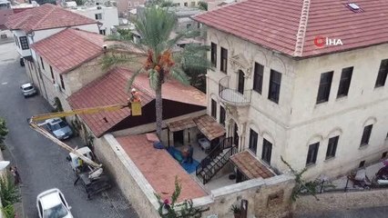 Tarihi "Hurmalı Konak"ta hurma hasadı