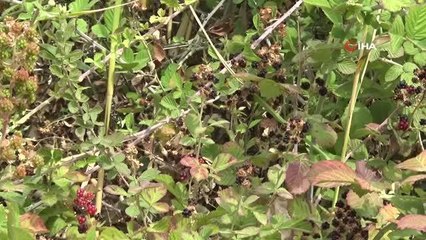 İklim değişikliğinden dolayı farklı hastalık taşıyan sivrisinekler Türkiye'de