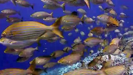 Diving and watching beautiful fishes