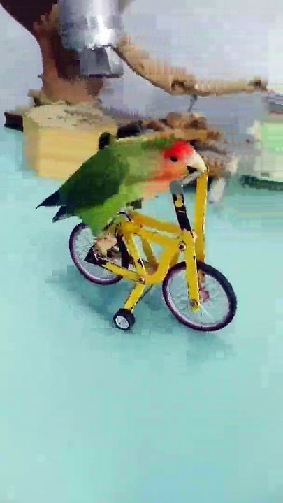 O ~ HO | Parrot #viral #shorts #trending #video - india mixing video