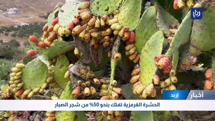 إربد: الحشرة القرمزية تفتك بنحو %50 من شجر الصبار
