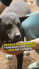 Perros rescatados tendrán una nueva vida en Canadá