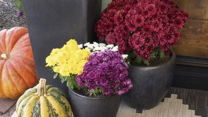 How Long Do Mums Last in the Fall? Plus, 5 Ways to Prolong Blooming