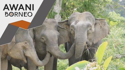 Pelancongan | Kajian bangunkan konservasi gajah di Telupid