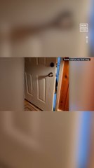 Bear Closes Door After Being Asked Nicely