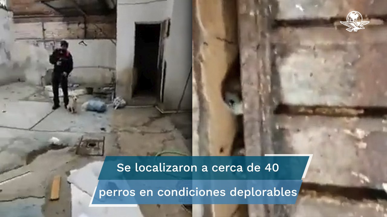 Hallan a decenas de perros hacinados en vivienda de Miguel Hidalgo; algunos no tenían vida