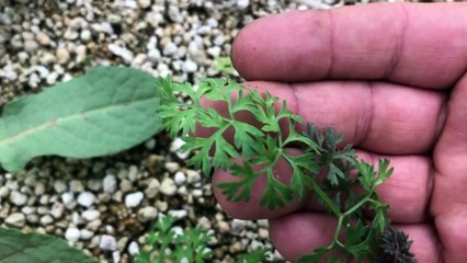 Doğada Kişkiş Otu Zühretarağı Otu Faydaları ve Kullanımı