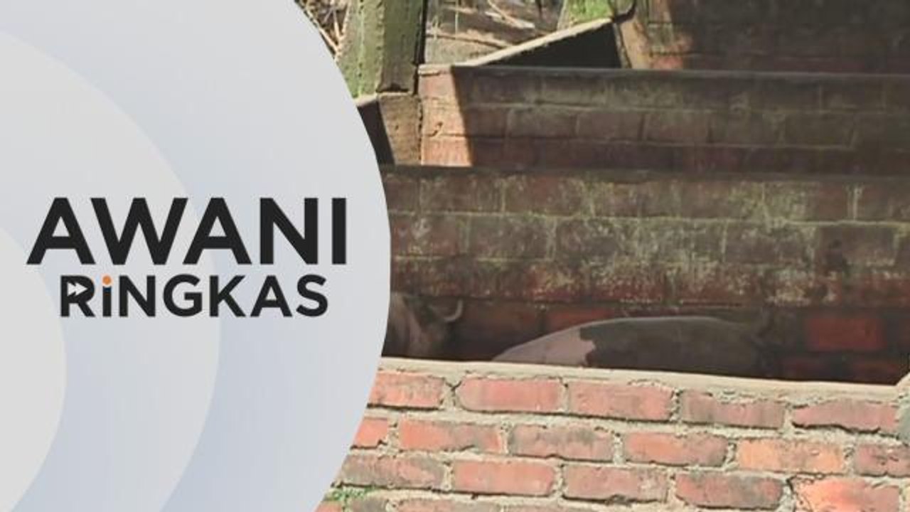 AWANI Ringkas: Demam Babi Afrika | JPV Perak lupus 88 ekor babi