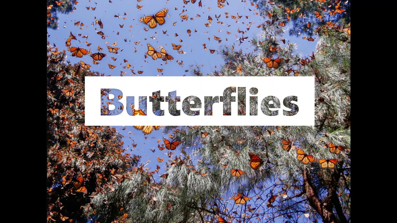 Butterflies ~ James Harris