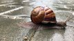 4K HD ZOOM Video Free without copyright - How Snails Move