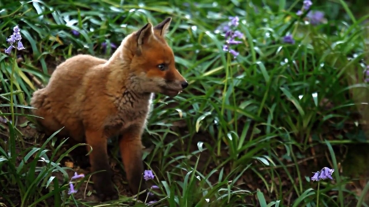 Wildes Großbritannien (2018) Staffel 1 Folge 7 HD Deutsch