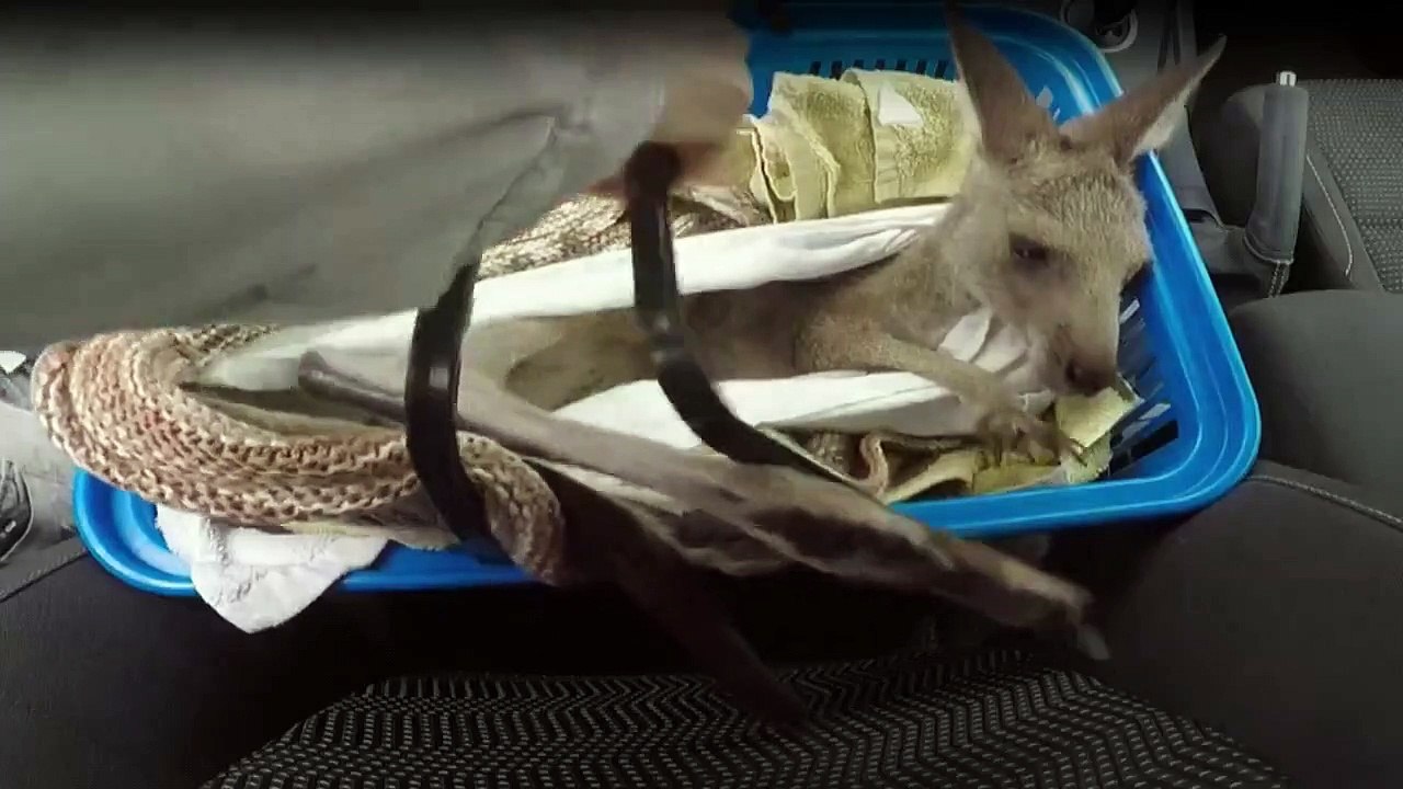 Die Irwins - Crocodile Hunter Family Staffel 2 Folge 2 HD Deutsch