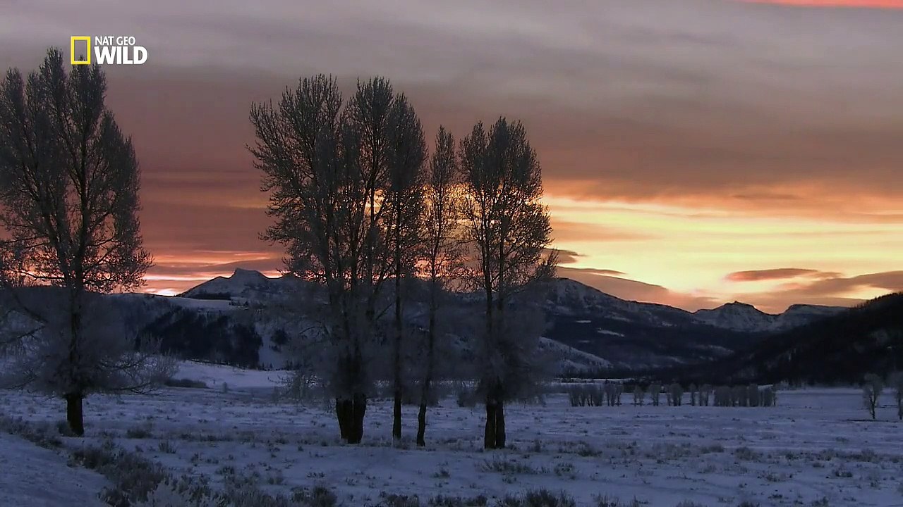 Die Wölfe des Yellowstone Staffel 1 Folge 2 HD Deutsch