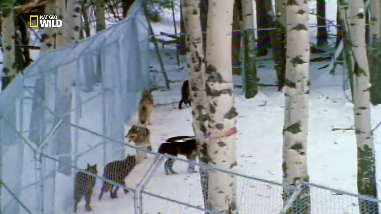 Die Wölfe des Yellowstone Staffel 1 Folge 1 HD Deutsch