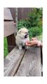 Cute dog ll Cute animals ll Cute funny animals ll