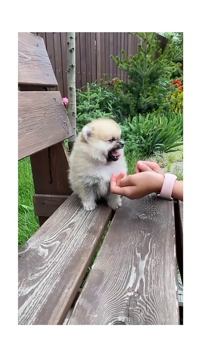 Cute dog ll Cute animals ll Cute funny animals ll