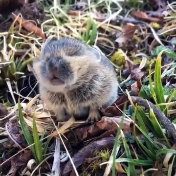 Cute baby animals Videos Compilation cute moment of the animals - Cutest Animals #3