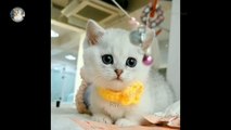 Cute Cat Memes funniest Videos 2022