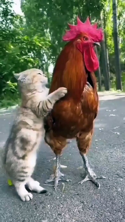 Have you seen a friendship like this before? Mama Cat Takes Back Crying Kitten From Toddler