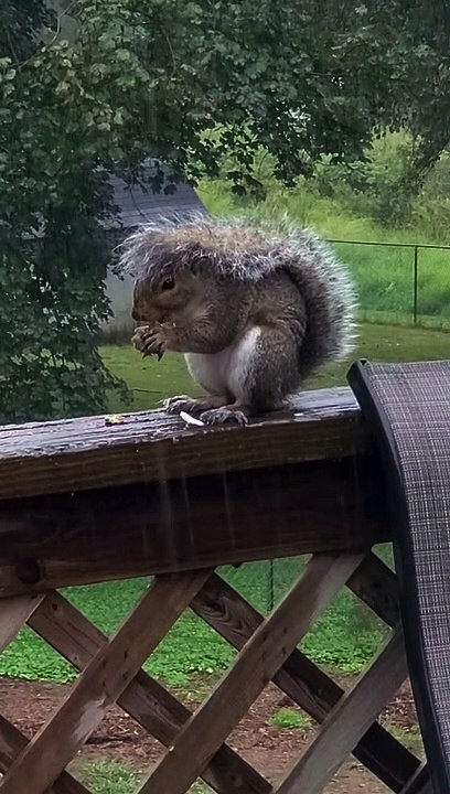 Squirrel Has a Tailbrella