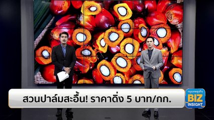 สวนปาล์มสะอื้น! ราคาดิ่ง 5 บาท/กิโลกรัม
