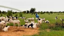 غزارة الأمطار تنعش آمال مربي الماشية في موريتانيا
