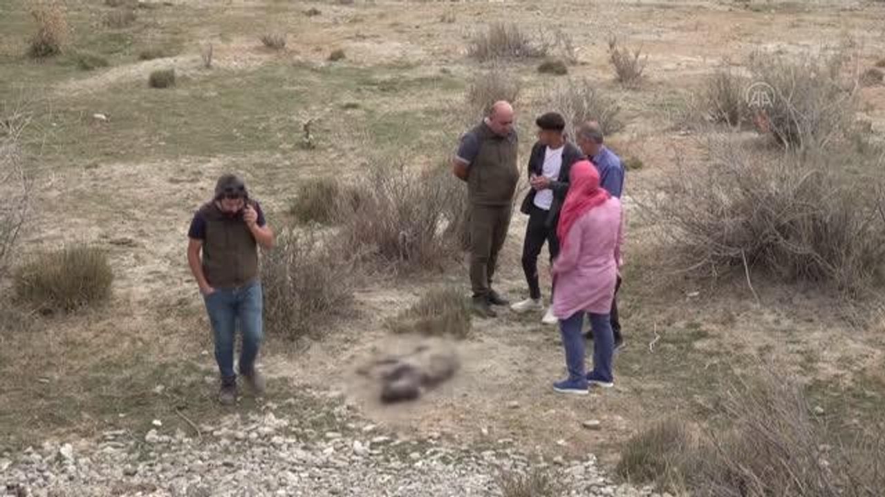 Nesli tükenme tehlikesi altındaki çizgili sırtlan vurulmuş olarak bulundu