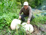 Kütahya yerel haberi... Hisarcık'lı çiftçi 30 kiloya yakın dev bal kabakları yetiştirdi