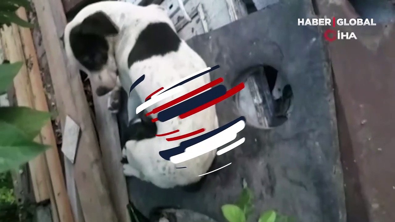 İzleyenleri duygulandıran anlar... Yavruları ölen köpek, annesiz kediyi emzirmeye başladı