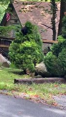 Baby Bears Bumble in the Bushes