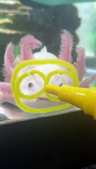 Boop the Axolotl Holds Still to Turn into Mini Boss Character